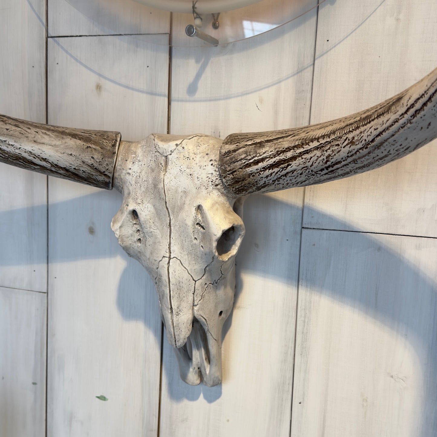 Western cow skull object