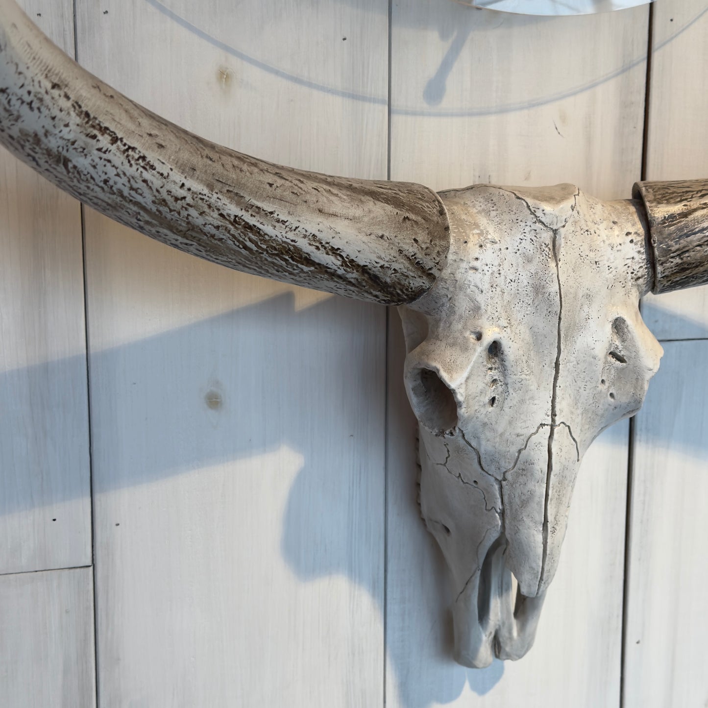 Western cow skull object